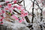 雪中花朵装饰