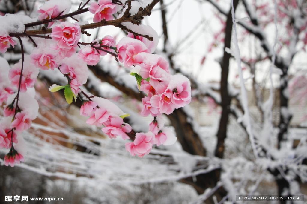 雪中花朵装饰