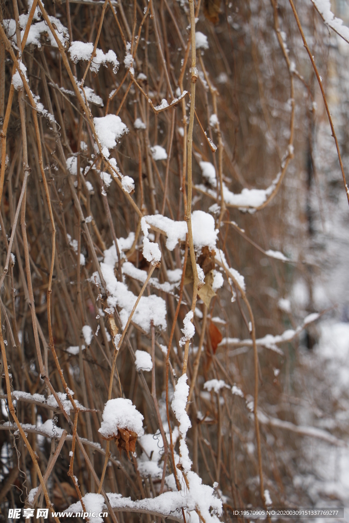 雪中爬山虎