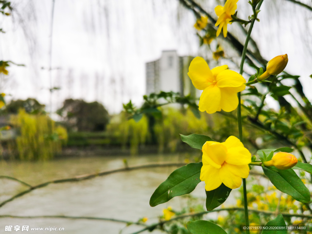 运河边花色的花
