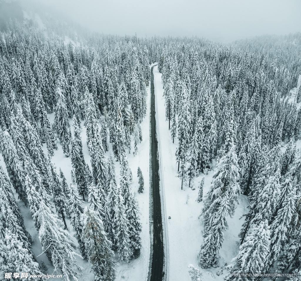 冰雪森林