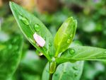 春雨