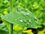 春雨