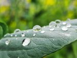 春雨