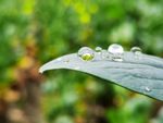 春雨
