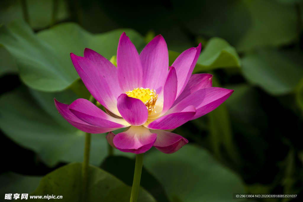 荷花