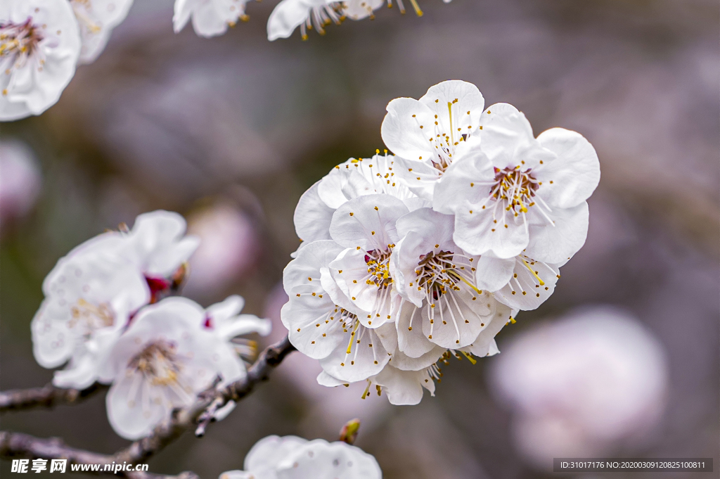 樱花