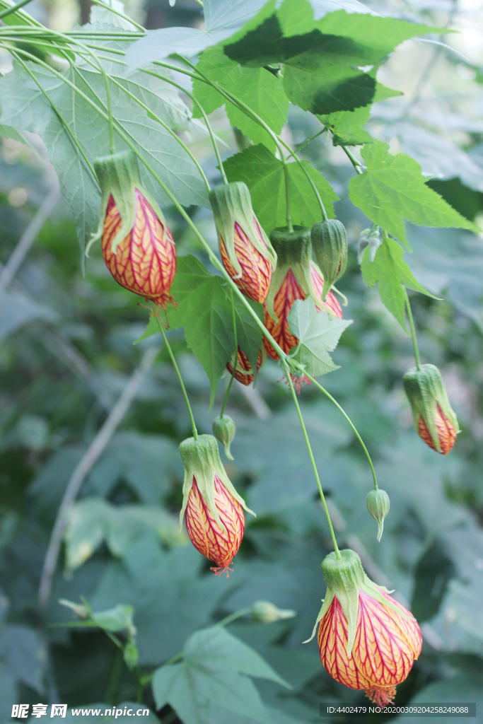 金铃花