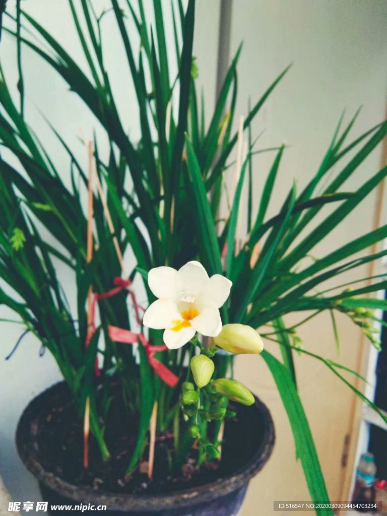 麦兰花