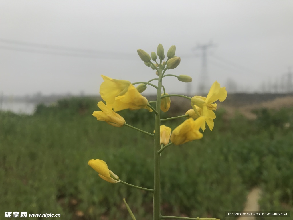 油菜花