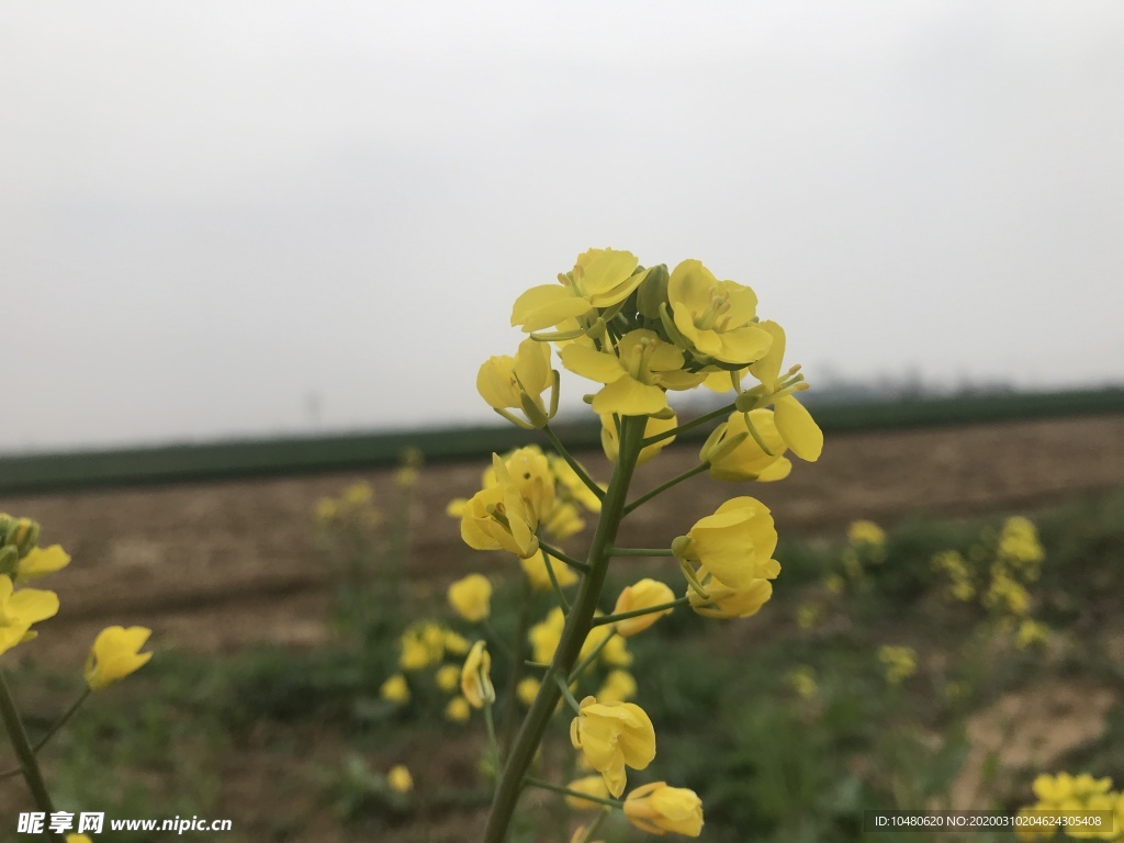 油菜花