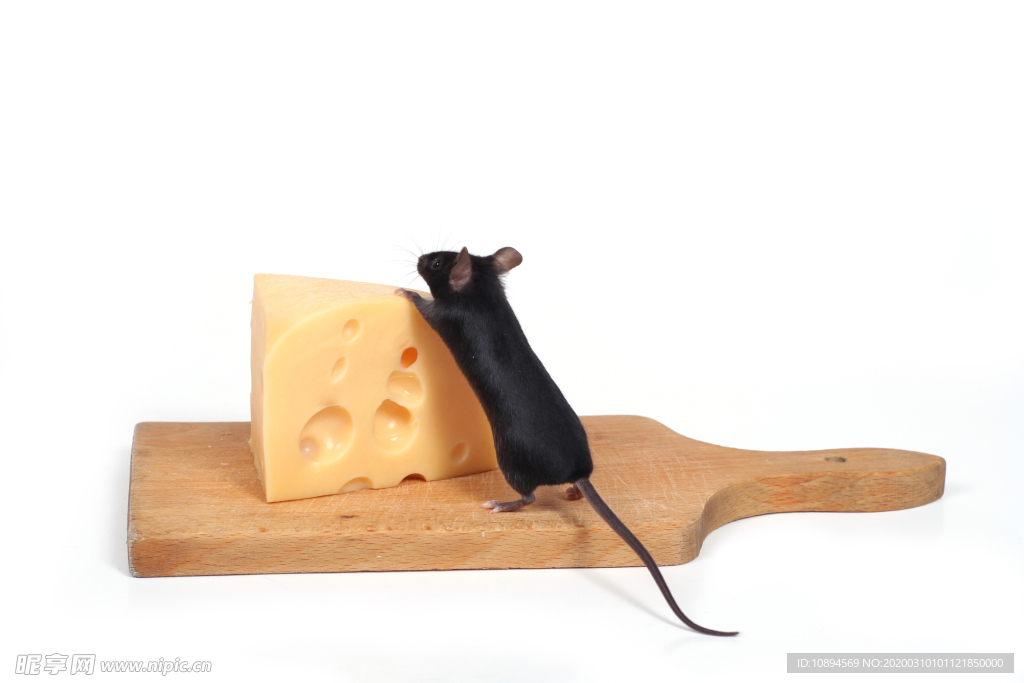 老鼠和奶酪