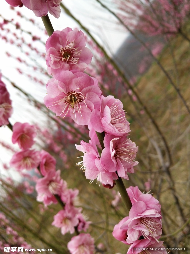梅