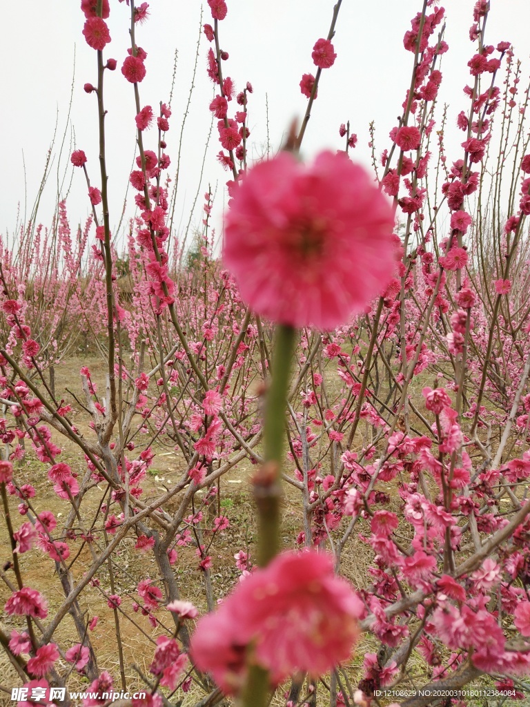 梅