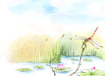 蜻蜓荷花