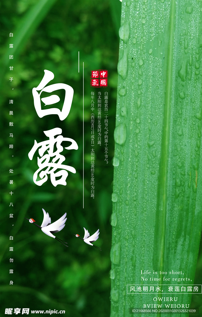 白露