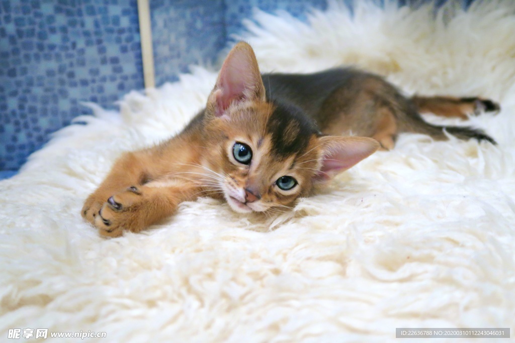 猫