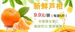 芦柑 树叶 橘子 橙子