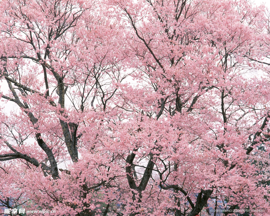 桃花樱花花艺图片