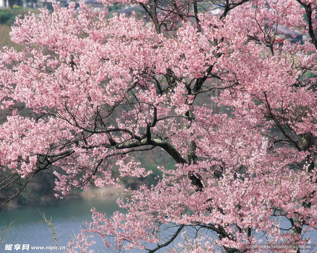 桃花樱花花艺图片