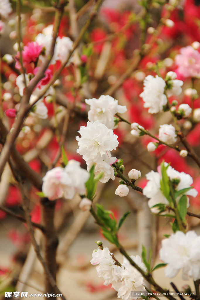 桃花樱花花艺图片