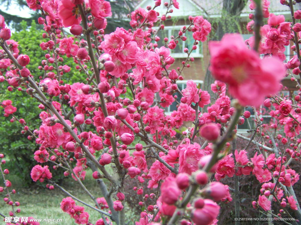 桃花樱花花艺图片