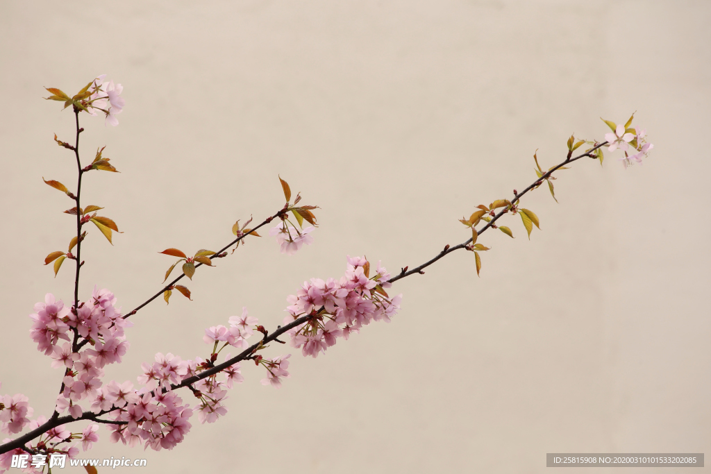 桃花樱花花艺图片