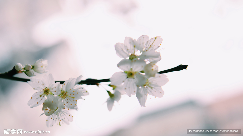 桃花樱花花艺图片