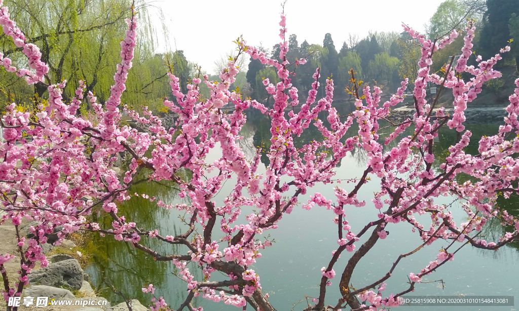 桃花樱花花艺图片