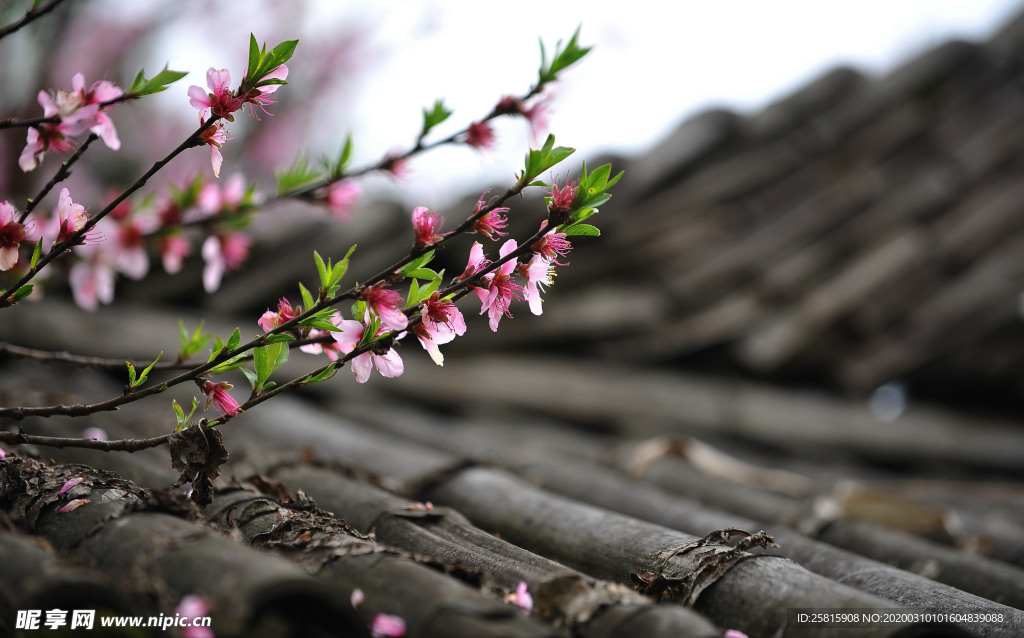 桃花樱花花艺图片