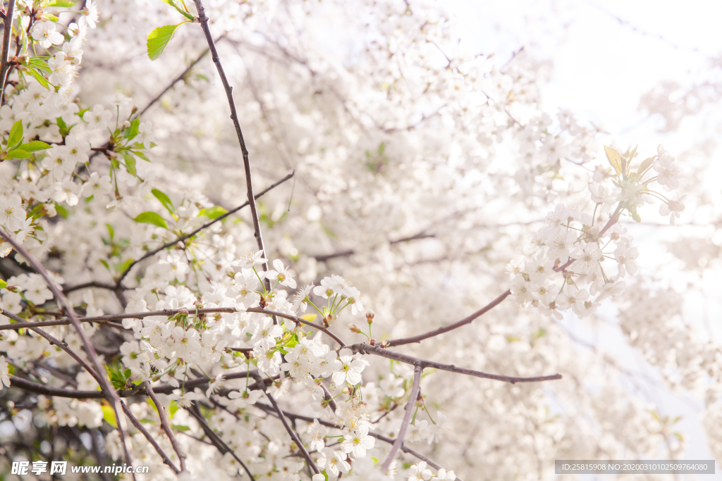 桃花樱花花艺图片