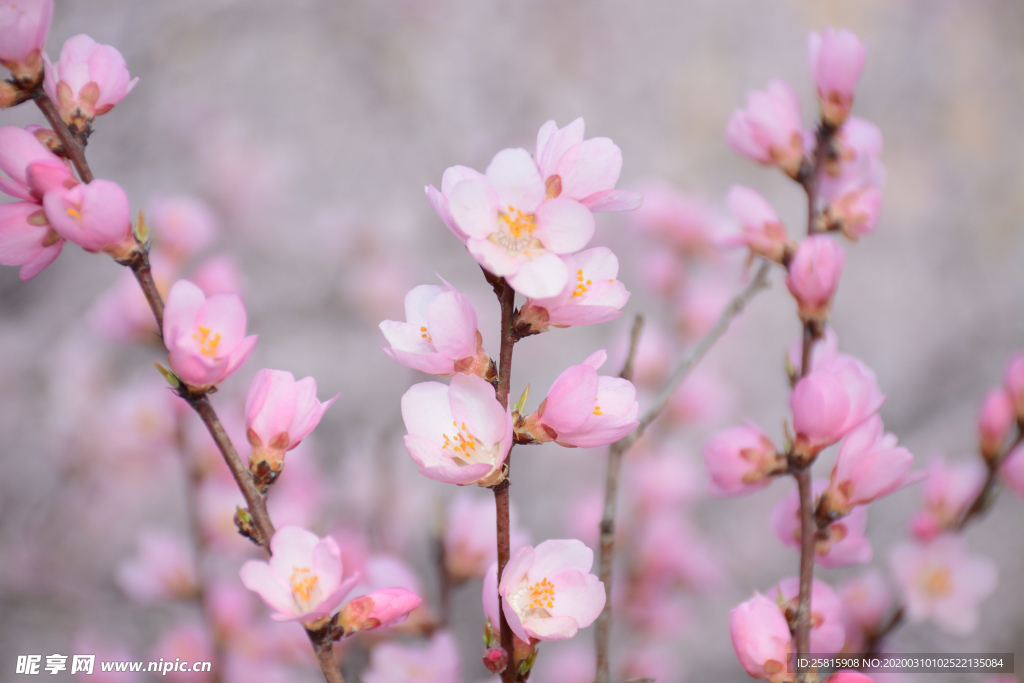 桃花樱花花艺图片