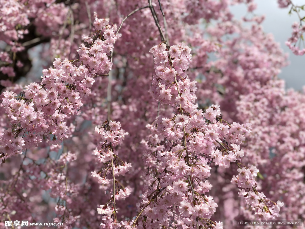 桃花樱花花艺图片