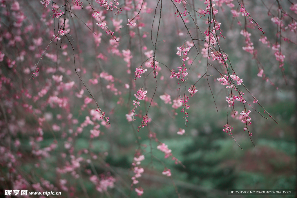 桃花樱花花艺图片