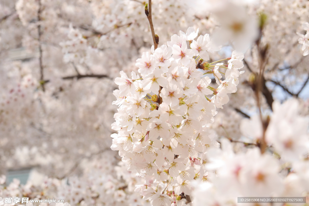 桃花樱花花艺图片