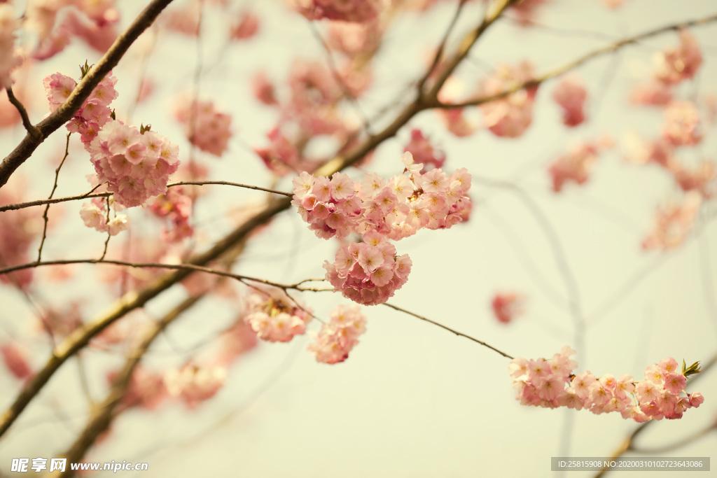 桃花樱花花艺图片