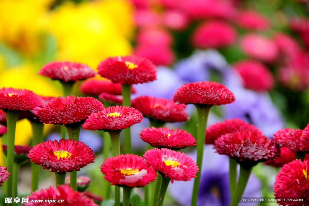 菊花花艺图片