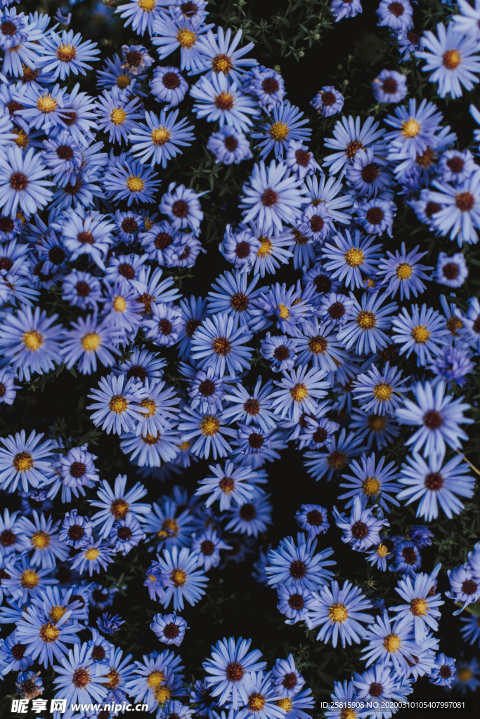 菊花花艺图片