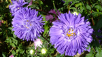 菊花花艺图片