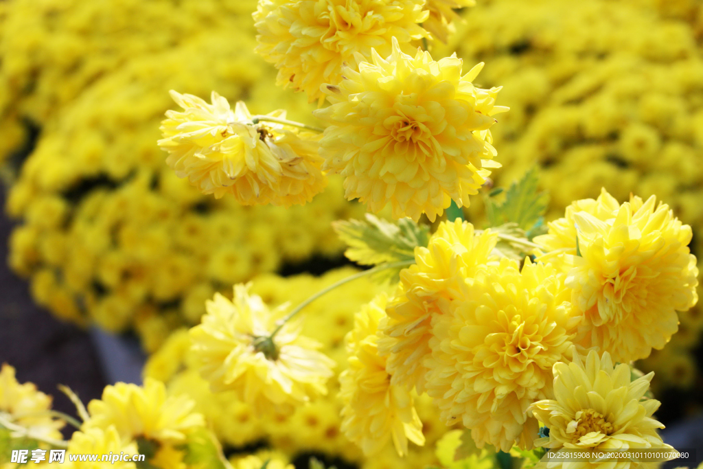 菊花花艺图片