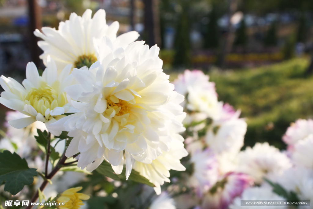 菊花花艺图片