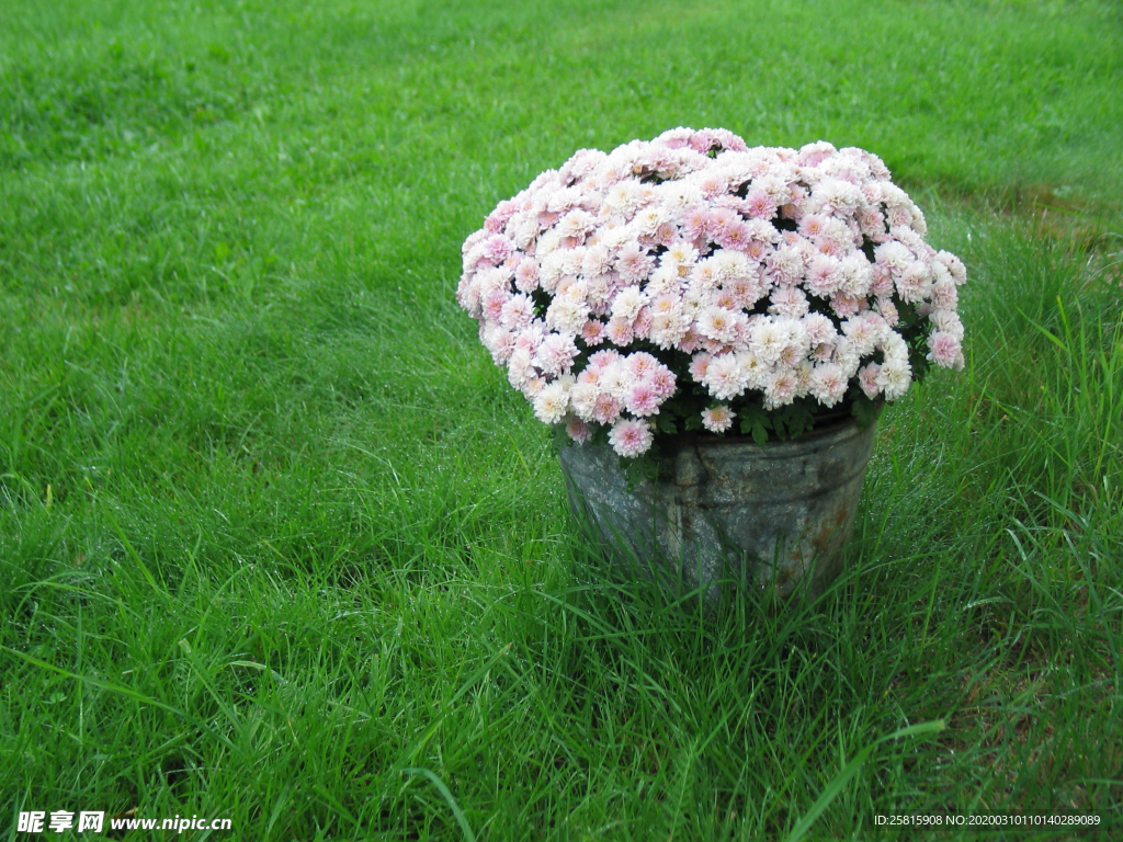 菊花花艺图片