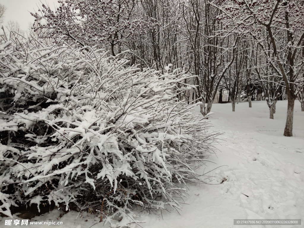 雪后