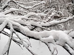 树枝上的雪