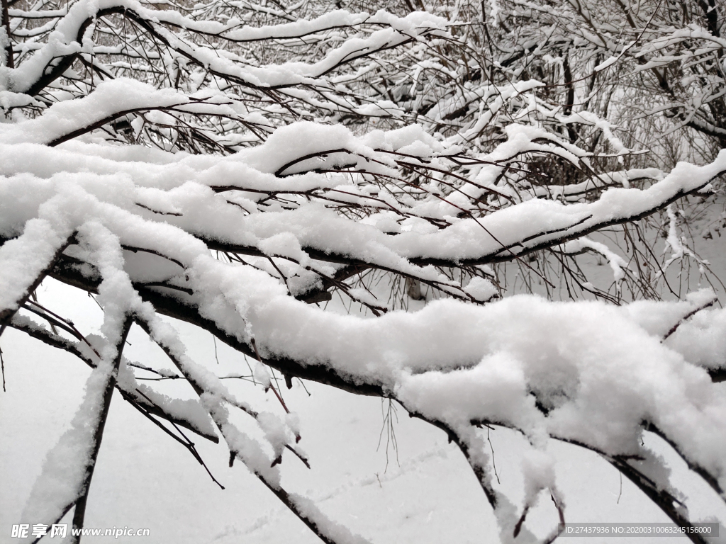 树枝上的雪