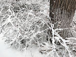 树下的雪