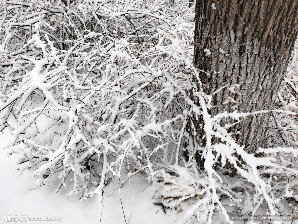 树下的雪