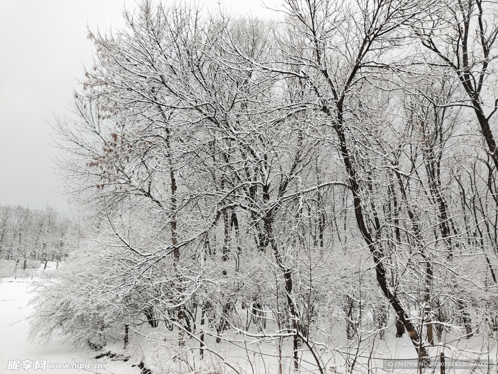 雪满枝头