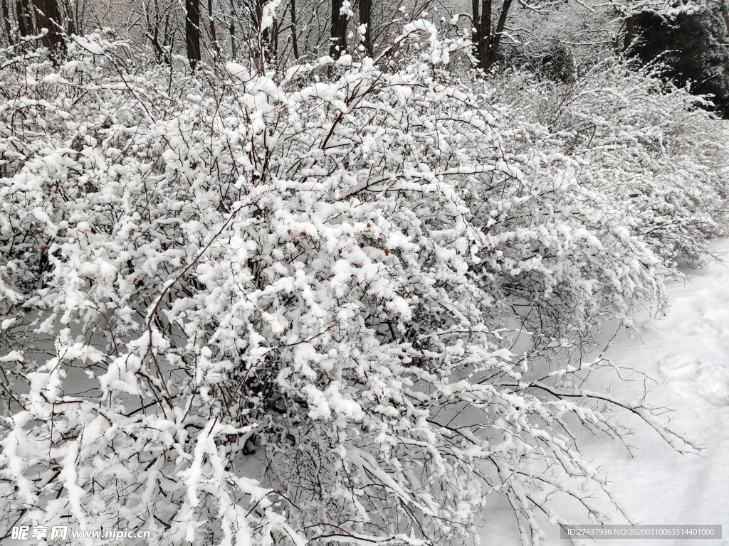 雪后的树丛