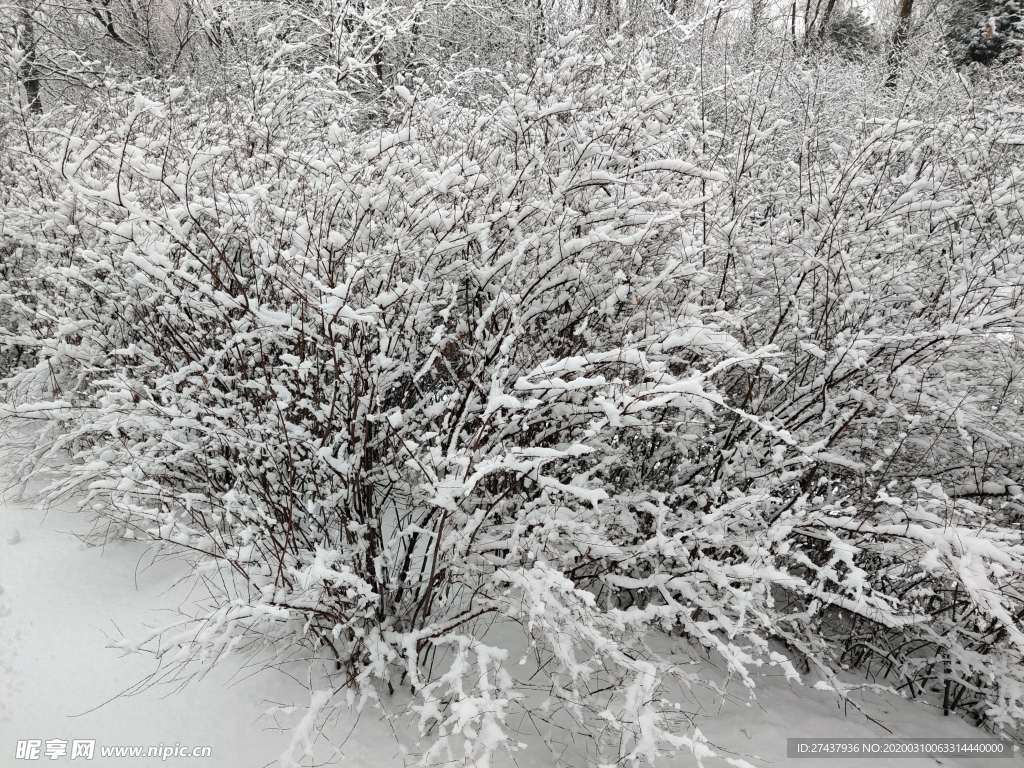 雪中的灌木